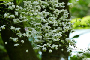 Thalictrum delavayi splendide white    